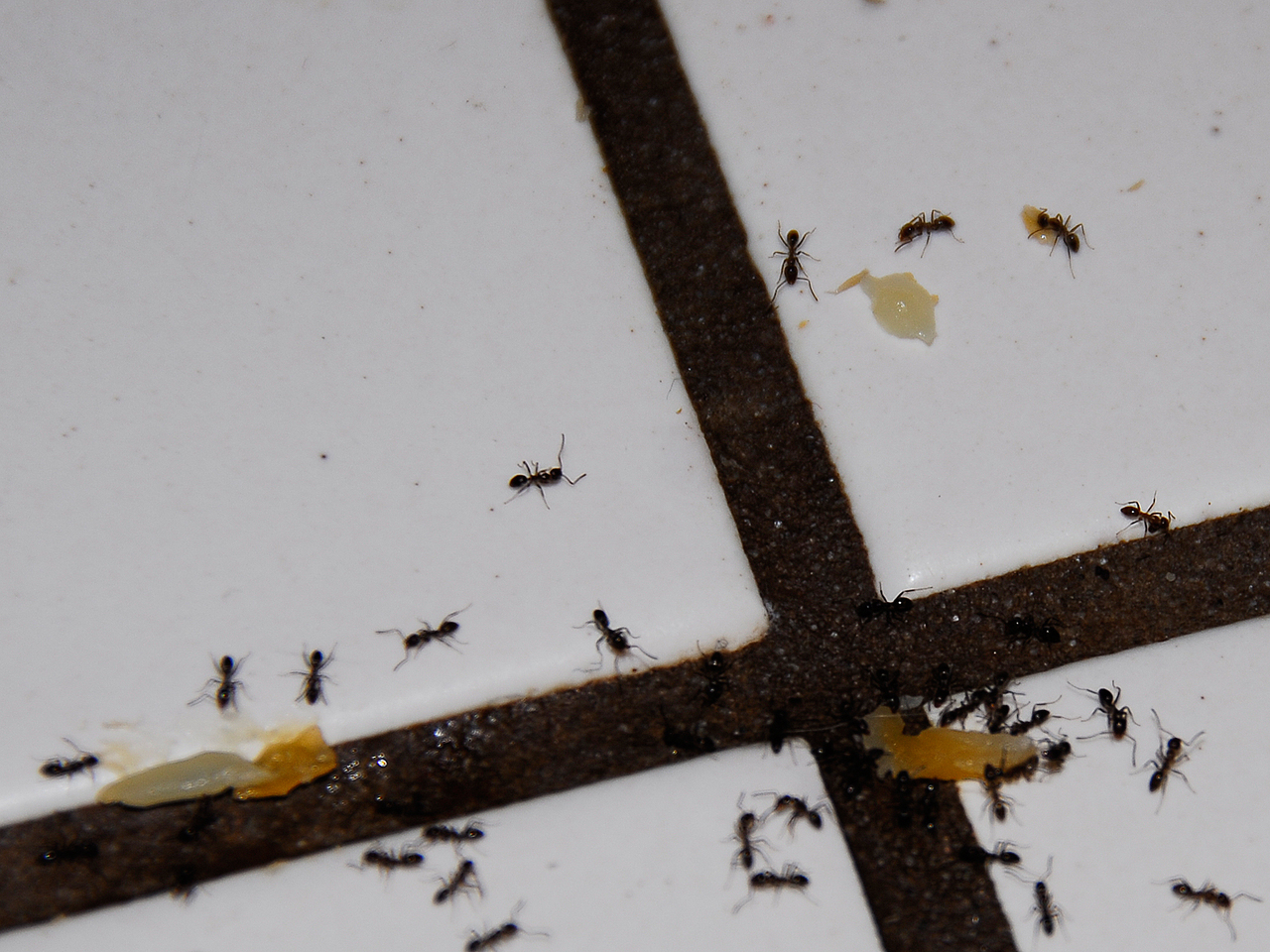 Ants crawling on floor